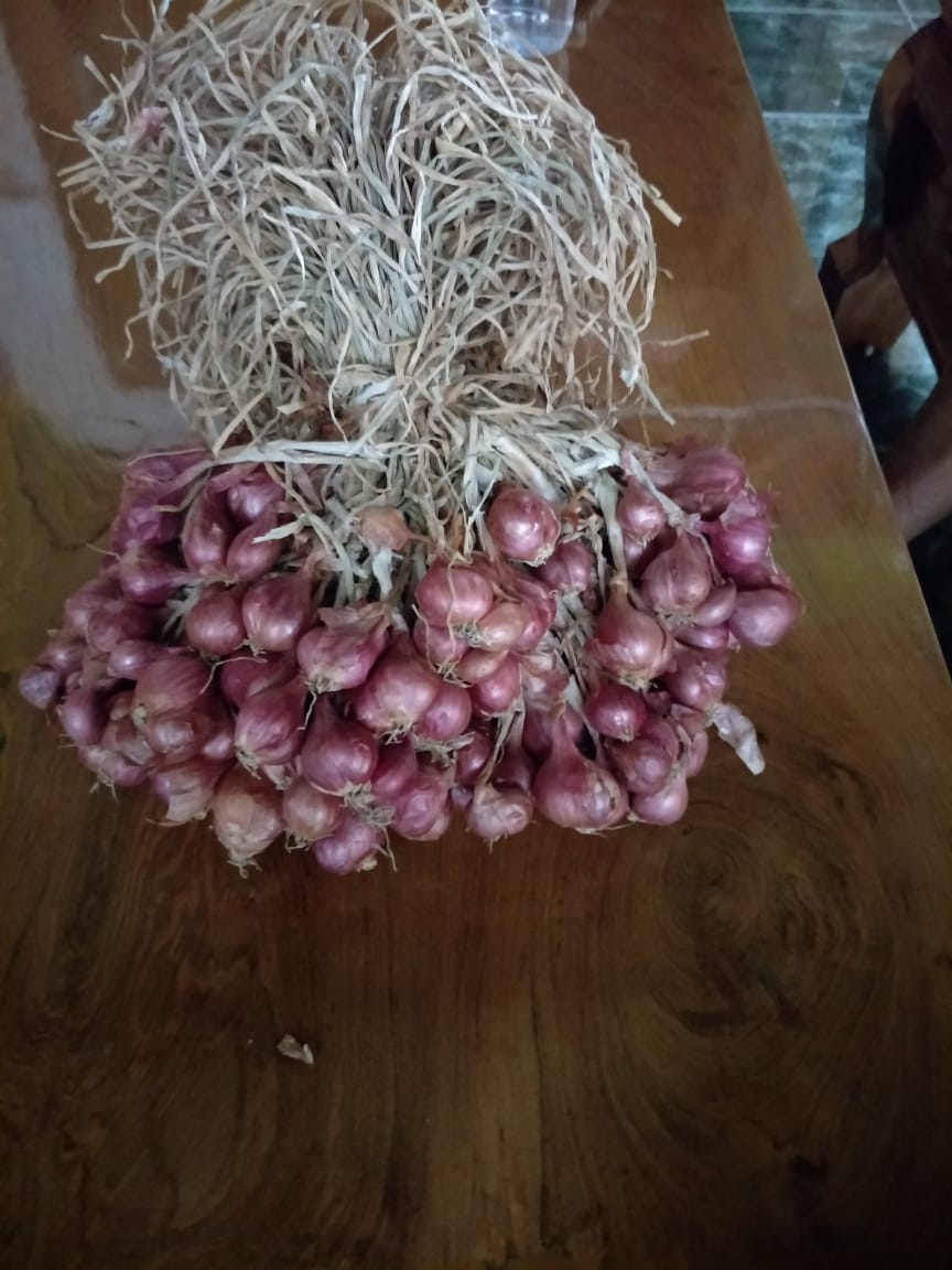 Bawang Merah