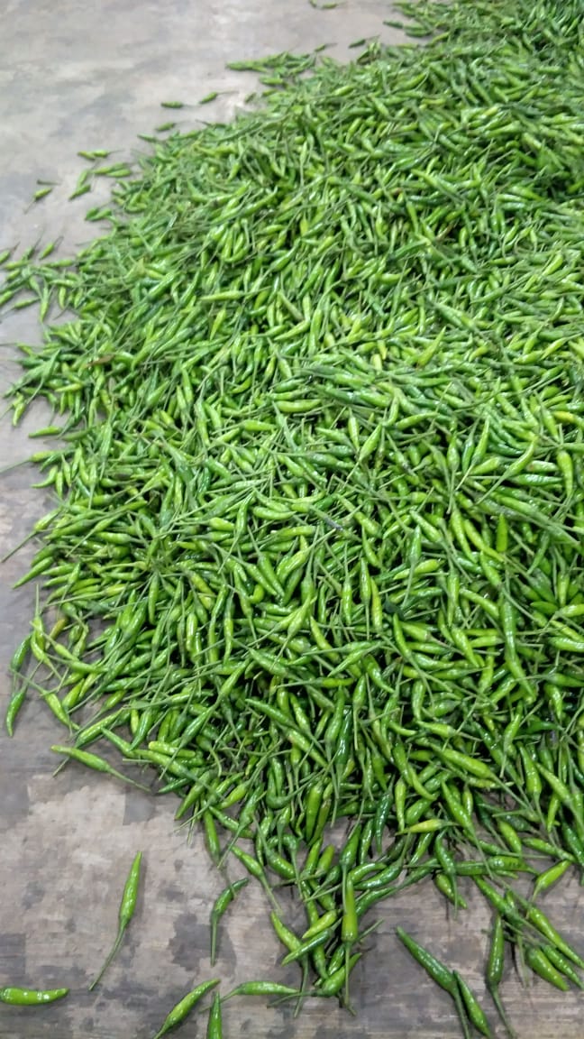 Cabe Hijau