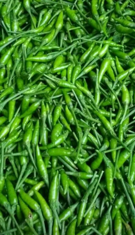 Cabe Japlak Hijau