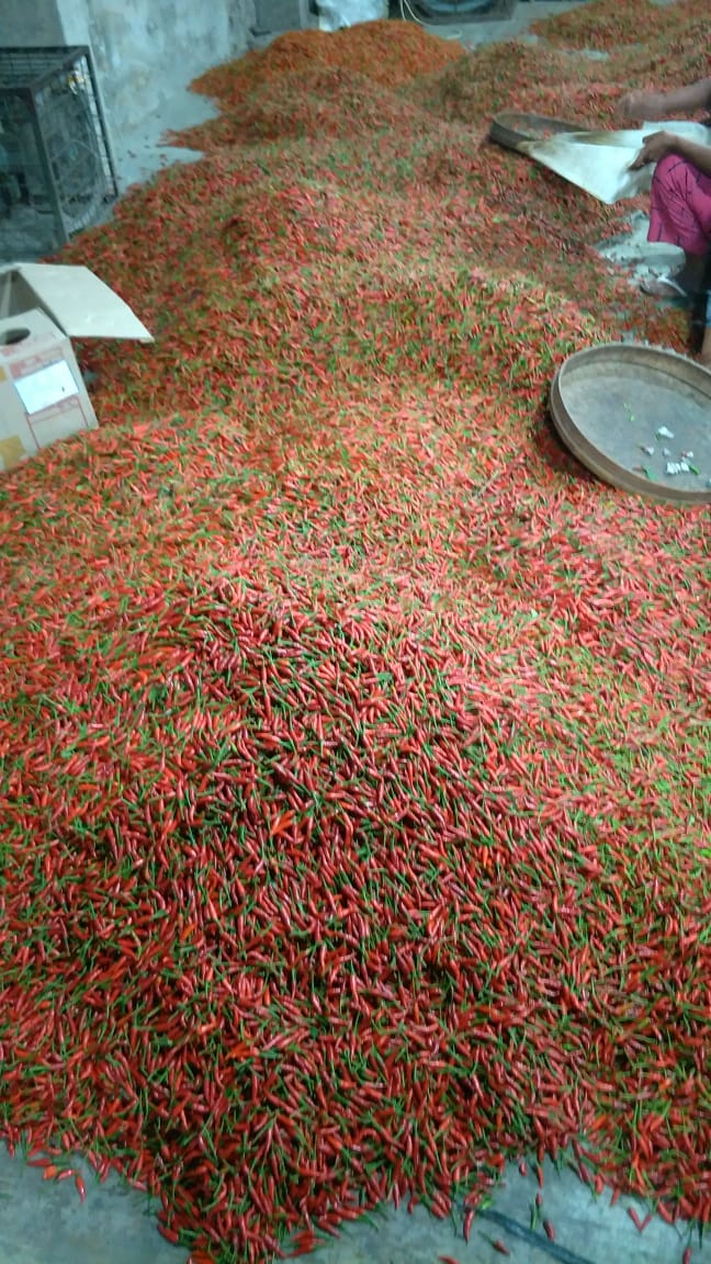 Cabe Japlak Merah