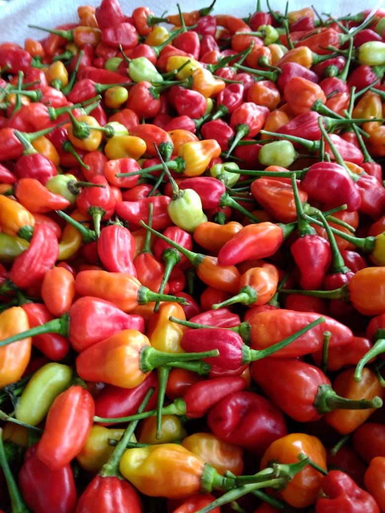 Cabe Merah